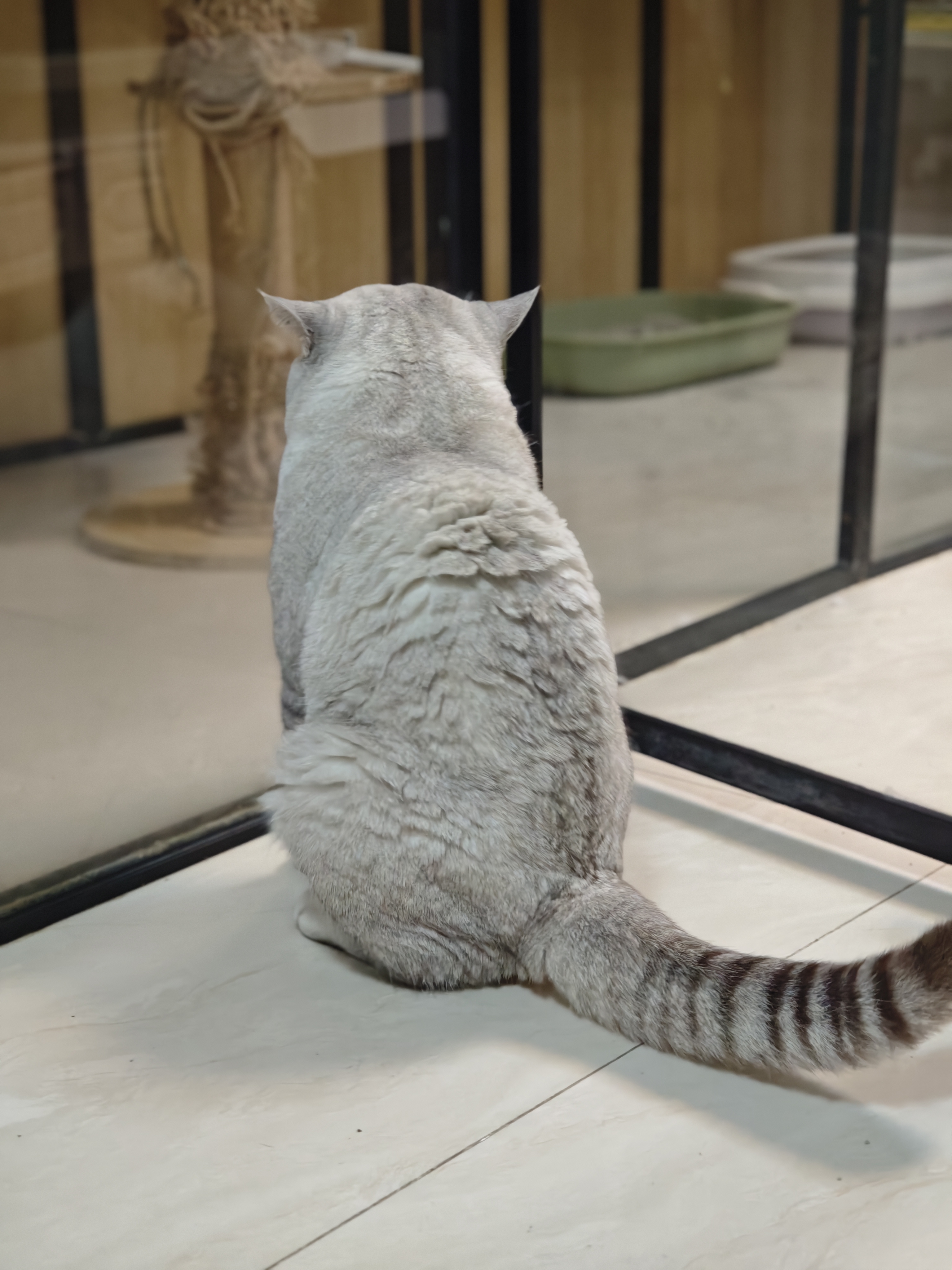 蓝眼睛银渐层公猫可配种